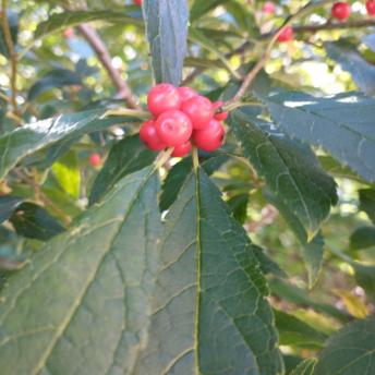 Ilex Verticillata fruit